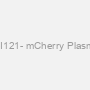 pBI121- mCherry Plasmid